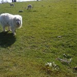 patou with the sheep