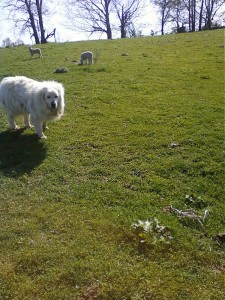 patou with the sheep