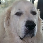 My Patou