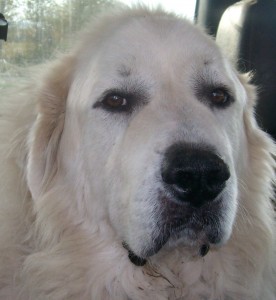 My Patou